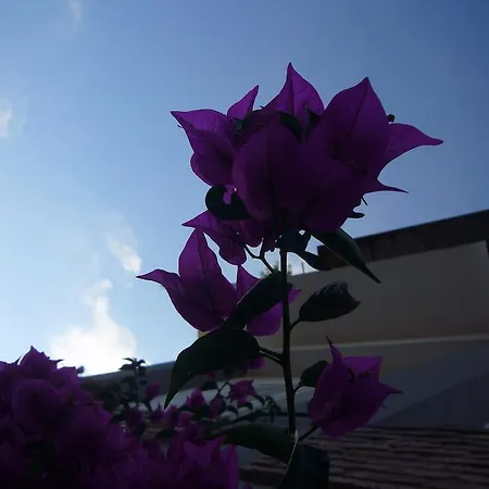 La Tripergola Ξενοδοχείο Ποτσουόλι